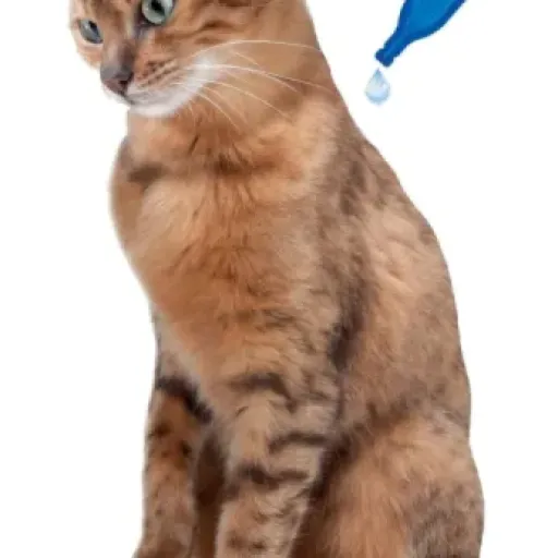 Test Beaphar No Stress pipettes Valériane : une aide pour chats stressés, mais pas un miracle